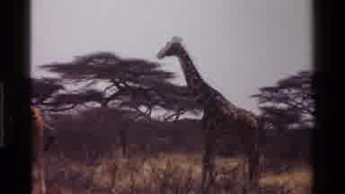 Kenya (1983): Giraffes Walking And Enjoying Their Habitat