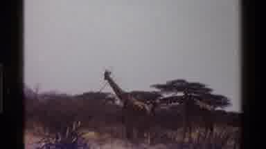 Kenya (1983): Giraffe In The Wild