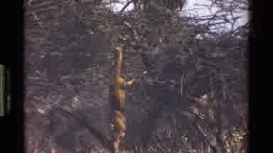 Kenya (1983): A Strange Looking Animal Enjoying Its Habitat