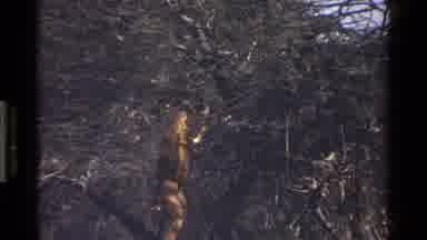 Kenya (1983): Animals Eating In A Tree And On The Ground