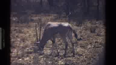 Kenya (1983): A Deer Walking And Eating In Their Habitat