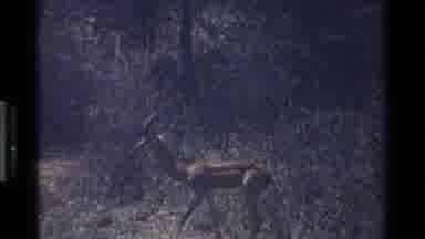 Kenya (1983): Two Deer Are In The Forest One Is Walking Slowly And The Other Enjoy