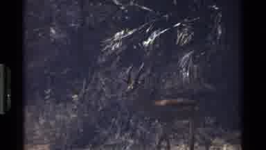 Kenya (1983): An Elk Wanders Through The Woods Search Through The Trees