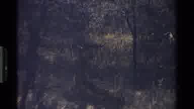 KENYA-1983: Horned Antelope Eats Leaves From Bush While Swishing Tail