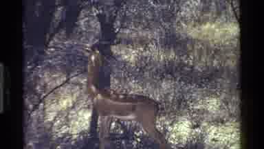 Kenya (1983): Beautiful Deer Feeding On Trees In The Wild On A Sunny Day