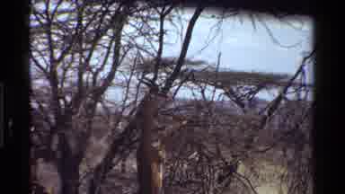 Kenya (1983): Ibex In The Wild First In The Jungle And Then In The Savanna On A