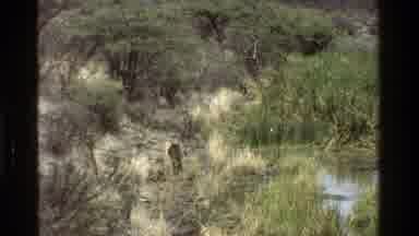 Kenya (1983): Animals In A Natural Ambient
