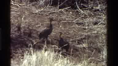 Kenya (1983): Wild Animals Standing In Field On A Bright Sunny Day