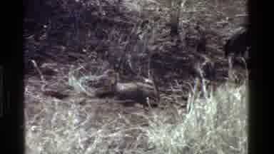 Kenya (1983): Bird Birds Looking Eating Pecking Hungry Looking Multiple Outdoors
