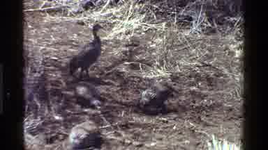 Kenya (1983): Turkeys In The Wild Digging And Then An Antelope