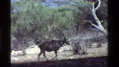 Kenya (1983): A Kangaroo Running Enjoying Himself In His Habitat