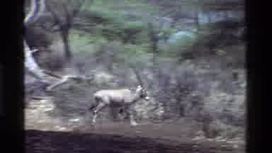 Kenya (1983): Horned Animal Walks Around And A Giraffe Reaches For Leaves