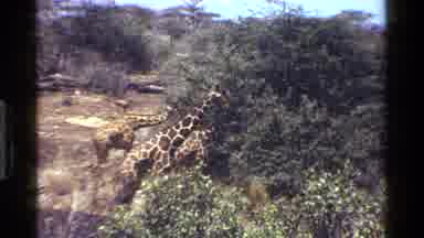 Kenya (1983): Several Giraffes Roaming In The Wild While Eating Trees At Its