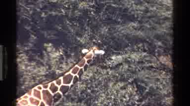 Kenya (1983): Giraffe Walking Through Trees In Search For Food Using It's Long