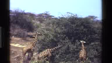 Kenya (1983): Several Tall Giraffes Eating Many Leaves Out Of Tall Trees