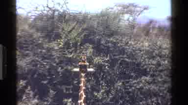 Kenya (1983): A Tall Giraffe Eating Leaves From The Top Of A Tree