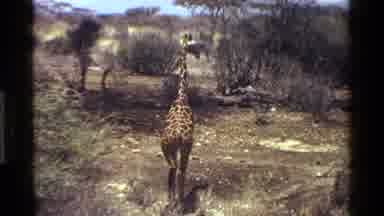 KENYA-1983: Giraffe Roaming In Savanna Habitat Followed By Ostrich