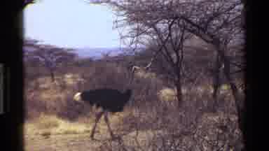 Kenya (1983): Careful Ostrich Slowly Walking Down The Dry And Barren Savannah