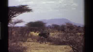 Kenya (1983): Ostrich Walking Alone In Desert Savanna Environment During The Day