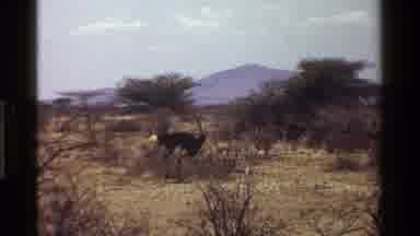Kenya (1983): Busted: See The Ostrich I Managed To Look With My Camera Through The