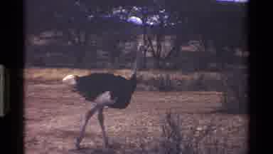 Kenya (1983): Ostrich Walking Free In The Wild