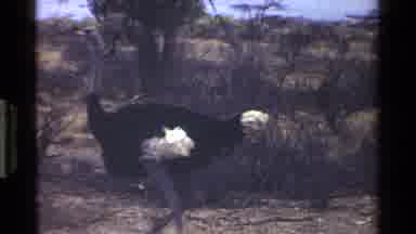 Kenya (1983): The Ostrich Is Walking In The Jungle