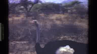 Kenya (1983): Ostrich And Wild Birds Looking For Food Between The Trees And In The