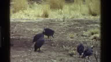 Kenya (1983): Birds Walking Around Eating In A Field