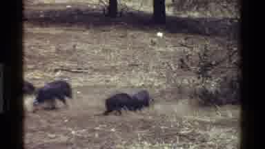 Kenya (1983): Zebras In The African Savannas With The Presence Of Black Birds
