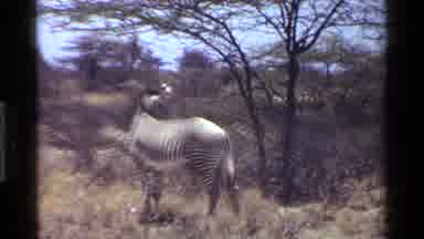 Kenya (1983): The Zebra Are Walking In The Forest