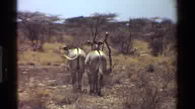Kenya (1983): Zebras Walking Away From Camera Then Looking Back