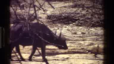 Kenya (1983): A Video Showing A Variety Of Animals Bull Donkey And Plants