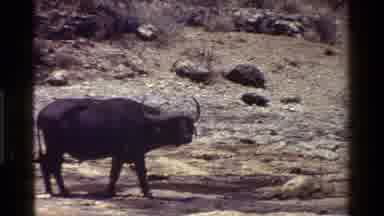 Kenya (1983): Water Buffalo Walking Through The Wildness And One By A Water Hole