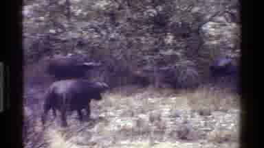 KENYA-1983: Water Buffalo Migrate Through Dry Savanna
