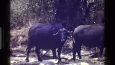 Kenya (1983): A Few Very Large Bulls Roaming Free In The Wild