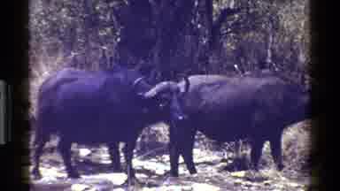 Kenya (1983): A Group Of Oxen Together With One Calf Breastfeeding