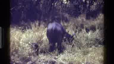 Kenya (1983): Bull Grazing In The Meadow