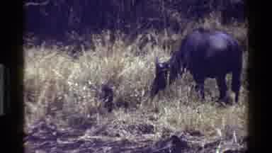 Kenya (1983): Animals Roaming And Feeding On The Savannah In The Midday Heat