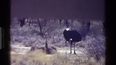Kenya (1983): Ostrich Challenges Bird In A Tree But The Bird Ignores It