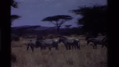 Kenya (1983): Vulture Watches High From Above And Donkeys Feast In A Herd From