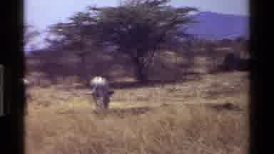 Kenya (1983): Grainy Film Of Zebra Herd Grazing In A An Open Field
