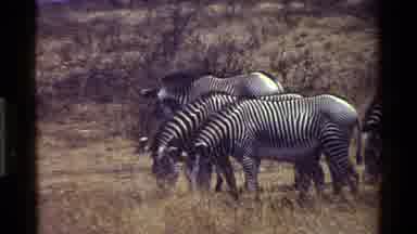 Kenya (1983): Wildlife Zebras Herd Walking Outdoors Nature Shaking Africa Hot