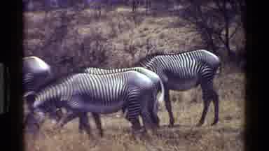 KENYA-1983: A Herd Of Zebras Grazing In The Savannah With Their Tails Flicking