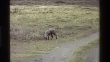 Kenya (1983): Warthogs Roaming Grasslands In Wild