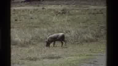 Kenya (1983): White Or Silver Warthog Roaming Grassland While Sniffing The Ground