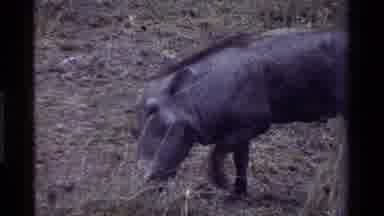 Kenya (1983): Wild Hog Rooting Looking Tree Limbs Bird Watching Hunting Eating