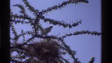 KENYA-1983: Bird Perches On Thorny Tree Near Nest, Baboons In Grassland