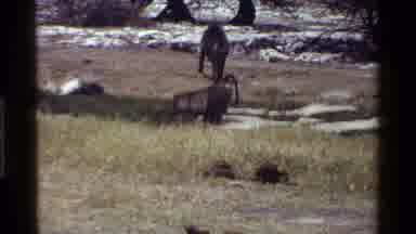 Kenya (1983): Two Baboons Walking Around In Dry Grassland With Dry Trees