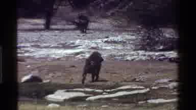 Kenya (1983): Monkeys Playing In The Wild