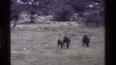Kenya (1983): Monkeys Were Running Fastly In The Forest